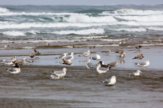4k ultra hd image of Flock of Seabirds resting on beach