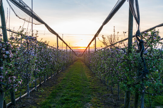 apple orchard at sunrise