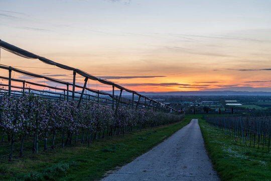 apple orchard before sunrise