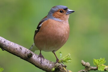 Fototapeta premium Chaffinch 