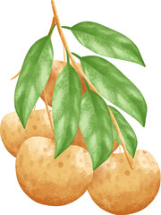 Longan fruit elements