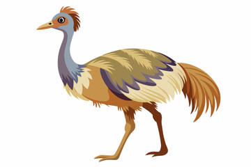 emu--vector-illustration-white-background vector illustration 