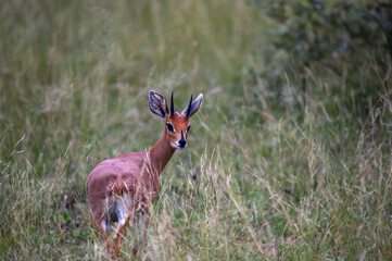 Lone Steenbok looking back before darting off into the bush.