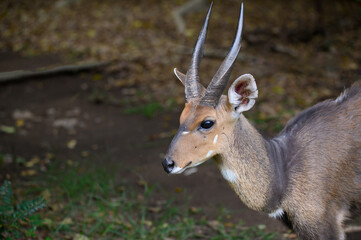Close up portrait of an African Bushbuck ram