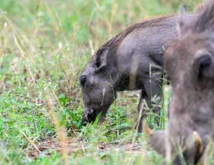 Warthog piglet grazing beyond the sow.