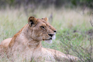 Two lionesses in prone position with heads raised and staring attentively into the distance. 