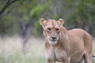 African lioness standing while moving to shade.
