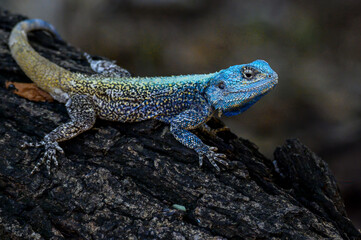 Naklejka na ściany i meble Southern Tree Agama showing his cobalt blue breeding colors. 