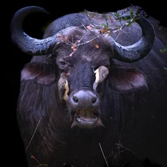 Crédence de cuisine en verre imprimé Parc national du Cap Le Grand, Australie occidentale Portrait of an African Buffalo bull with oxpeckers in attendance giving him a facial