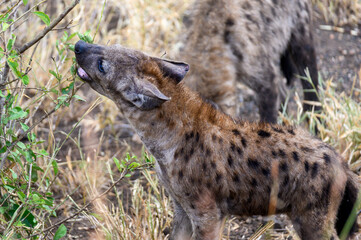 Young spotted hyena pup playing with the low-lying tree branches.