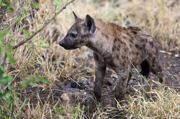 Spotted hyena pup playing in the grass