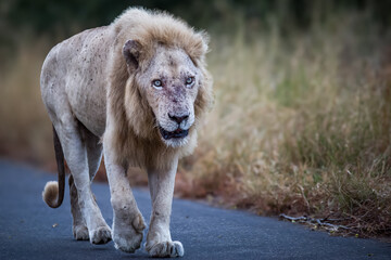 The wild white lion in the Kruger national park strolling casually down the road.