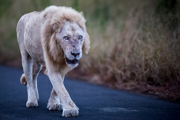 The wild white lion in the Kruger national park walking down the road.