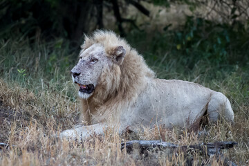 The white lion in the Kruger park resting alongside the road