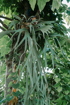 Platycerium willinckii (wil-lin-key-eye) sometimes called Java Staghorn. Native to Java and the Lesser Sunda Islands. 