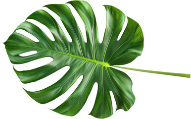 Green palm leaf. Isolate. Generated AI.