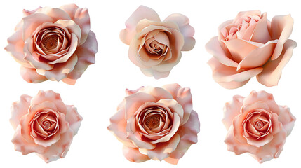 Hybrid tea rose digital art 3D illustration, isolated on transparent background. Elegant floral design with vibrant colors, perfect for modern botanical decorations. Top view flat lay showcasing beaut