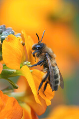 Colorful closeup on a female Chocolate mining bee, Andrena scotica, sitting on an Orange Erysimum linifolium
