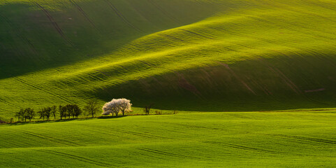 Moravia, spring, field, landscape, biobelts, ribbon,