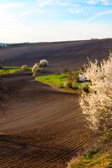 Moravia, spring, field, landscape, biobelts, ribbon,