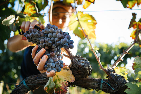 Harvest of Grapes with Hands &ndash; Italian Vineyard on Mount Etna, Sicily Nerello Cappuccio Wine