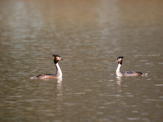 Great Crested Grebe Mirroring During Courtship