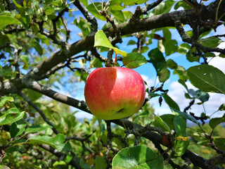 Red apple on an apple tree