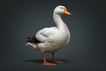 Obraz premium White goose isolated on gray background. Front view.