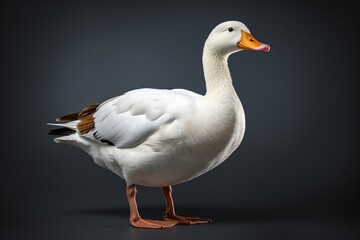 Obraz premium White domestic goose isolated on grey background, front view, studio shot
