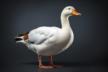 White domestic goose isolated on grey background, front view, studio shot