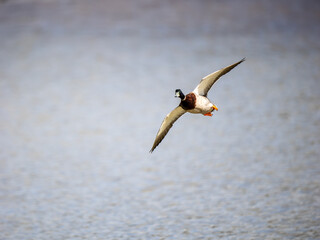 Male Mallard Duck in Flight