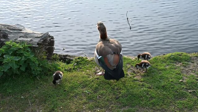 Mother Egyptian goose with her chicks