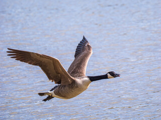 A Canada Goose in Flight