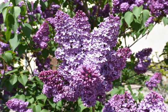 bez, kwiaty, wiosna, fioletowe, krzew, kwiat, fiolet, kwitnienie, lilak, pospolity, kwiatowy, lato, pora roku, barwa, flora, symbol, wiosna, maj&oacute;wka, bzy, kwitnące, 