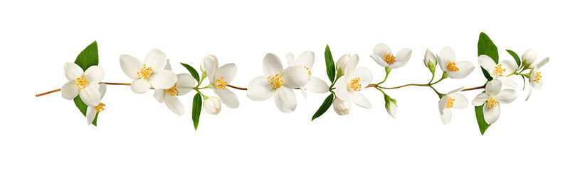 Delicate floral garland of white jasmine flowers. Element for creating designs, cards, patterns,...