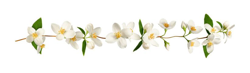 Delicate floral garland of white jasmine flowers. Element for creating designs, cards, patterns, floral arrangements, frames, wedding cards and invitations. © Yuliia