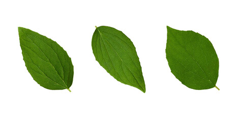 Botanical Collection. Jasmine leaves isolated on white background.