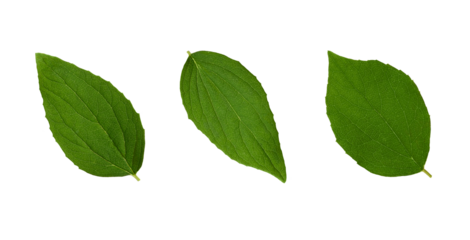Botanical Collection. Jasmine leaves isolated on white background.