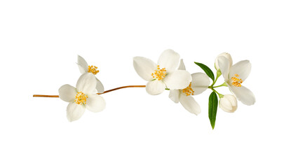 Fototapeta na wymiar Branch with jasmine flowers (Philadelphus coronarius) isolated on white background. Element for creating designs, cards, patterns, floral arrangements, frames, wedding cards and invitations.