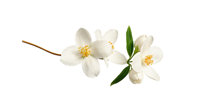 Branch with jasmine flowers (Philadelphus coronarius) isolated on white background.  Element for creating designs, cards, patterns, floral arrangements, frames, wedding cards and invitations.