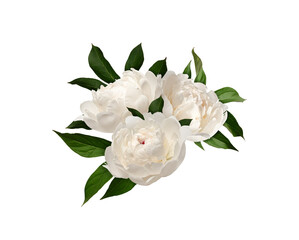 Floral arrangement of white peony flowers with leaves isolated on a white background. Element for...
