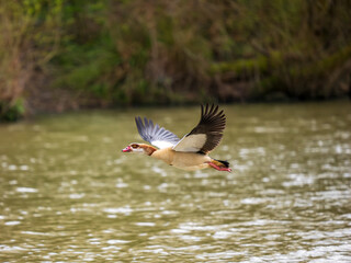 A Egyptian Goose in Flight