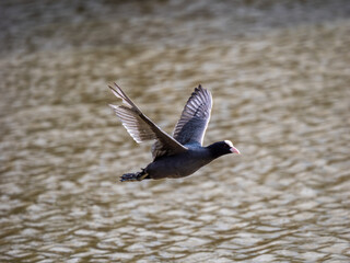 A Coot Flying Acrosss A Lake