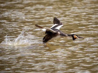 Great Crested Grebe Running Across a Lake