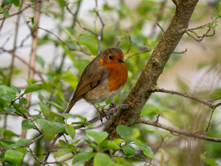 A Robin Perched on a Branch