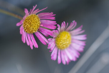 Two purple daisies 