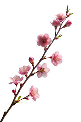 Obraz na płótnie Canvas A delicate cherry blossom branch against a clear blue sky, capturing the fleeting beauty of spring isolated on transparent background