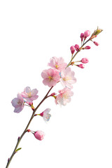 Naklejka premium A delicate cherry blossom branch against a clear blue sky, capturing the fleeting beauty of spring isolated on transparent background