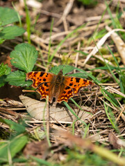Comma Butterfly With its Wings Open