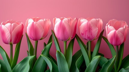 Fototapeta premium a group of pink tulips with green leaves on a pink background with a pink wall in the background.
